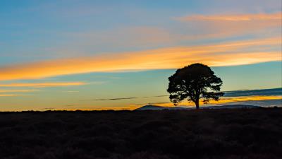 Tree silhouette horizon 4k wallpaper