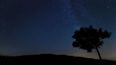 Tree silhouette night 4k wallpaper