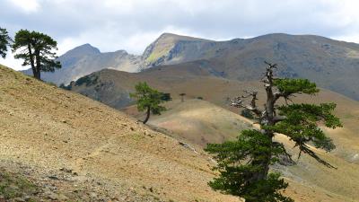 Tree slope branches 4k wallpaper