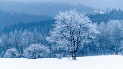 Tree snow winter forest 4k wallpaper