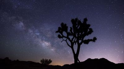 Tree starry sky evening image 4k wallpaper