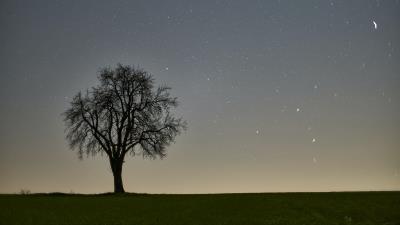 Tree starry sky evening 4k wallpaper