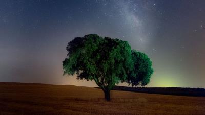 Tree starry sky field 4k wallpaper