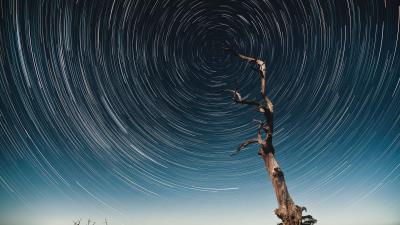 Tree starry sky long exposure 4k wallpaper