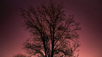 Tree starry sky stars night 4k wallpaper