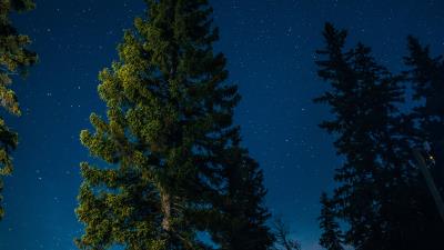 Tree starry sky stars 4k wallpaper