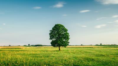 Tree summer grass 4k wallpaper