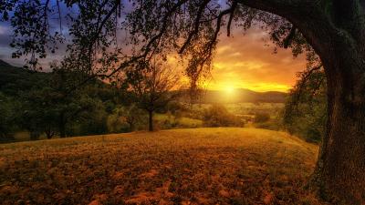 Tree sun aesthetic dawn landscape panorama si 4k wallpaper