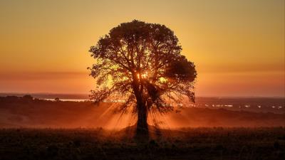 Tree sunlight rays 4k wallpaper