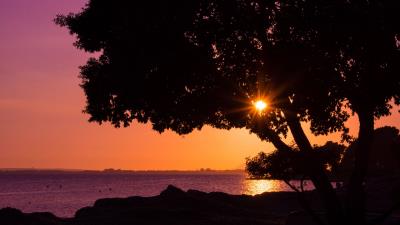 Tree sunset beach 4k wallpaper