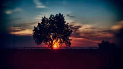 Tree sunset clouds 4k wallpaper