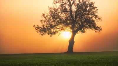 Tree sunset fog 4k wallpaper