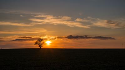 Tree sunset horizon image 4k wallpaper