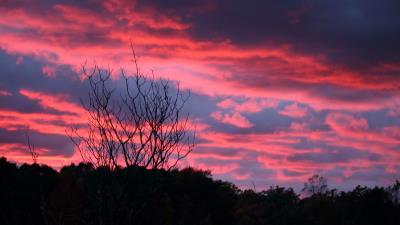 Tree sunset night 4k wallpaper