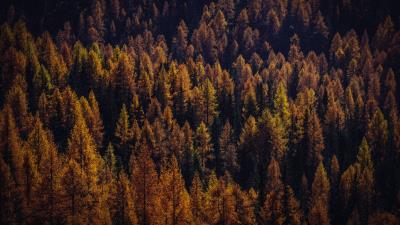 Trees aerial view autumn image 4k wallpaper
