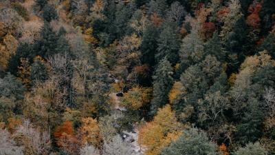 Trees aerial view autumn 4k wallpaper