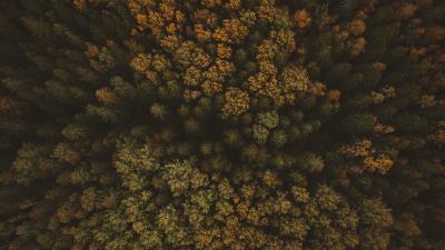Trees aerial view forest image 4k wallpaper