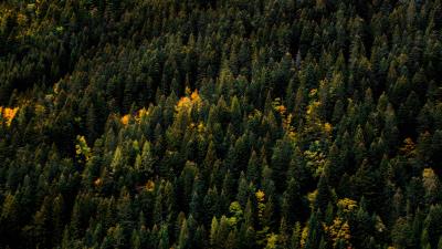 Trees aerial view forest 4k wallpaper