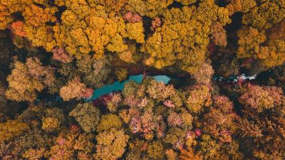Trees aerial view lake 4k wallpaper