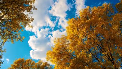 Trees autumn clouds 4k wallpaper