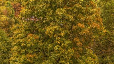 Trees autumn foliage image 4k wallpaper