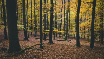 Trees autumn foliage 4k wallpaper
