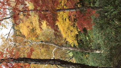 Trees autumn forest image 4k wallpaper