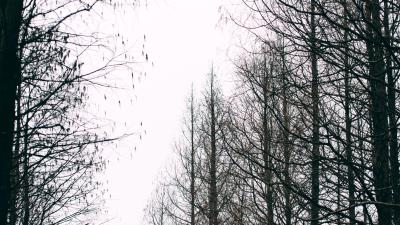 Trees autumn landscape 4k wallpaper