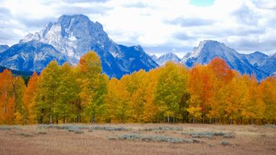 Trees autumn mountains 4k wallpaper
