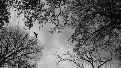 Trees bird bw 4k wallpaper