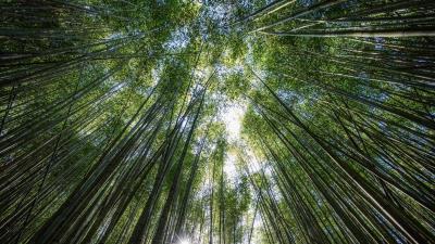 Trees bottom view bamboo 4k wallpaper