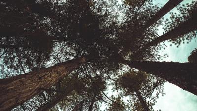Trees bottom view branches image 4k wallpaper