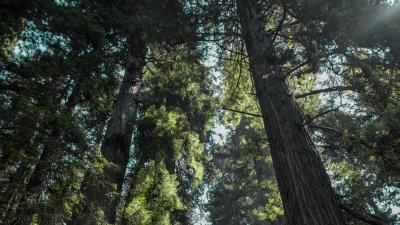 Trees bottom view fog 4k wallpaper