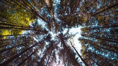 Trees bottom view forest 4k wallpaper