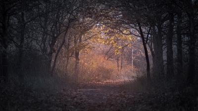 Trees branch pathway dark autumn forest backlit 4k wallpaper