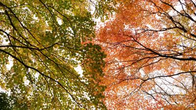 Trees branches autumn 4k wallpaper
