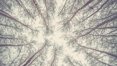 Trees branches bottom view 4k wallpaper