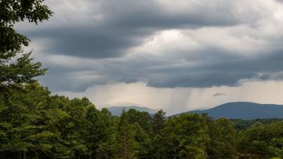 Trees branches bushes image 4k wallpaper