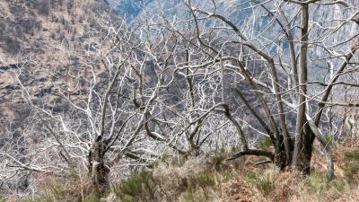 Trees branches bushes 4k wallpaper