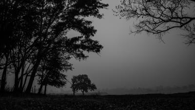 Trees branches bw 4k wallpaper