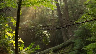Trees branches drops 4k wallpaper