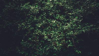 Trees branches green 4k wallpaper