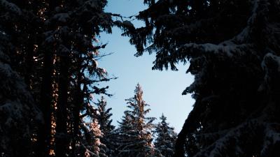 Trees branches night 4k wallpaper