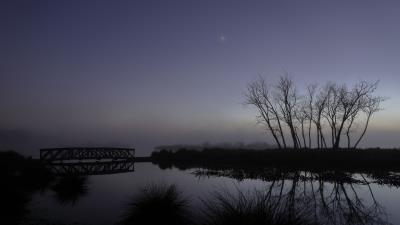 Trees branches reflection 4k wallpaper