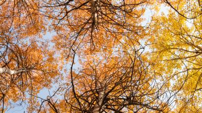 Trees branches sky image 4k wallpaper