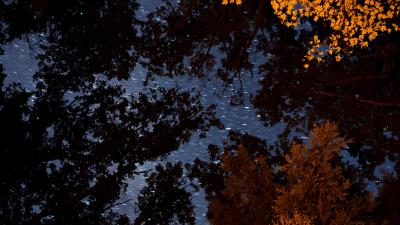 Trees branches starry sky 4k wallpaper