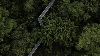 Trees bridge aerial view 4k wallpaper