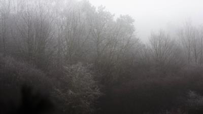 Trees bushes fog 4k wallpaper
