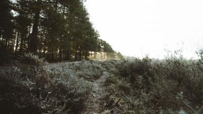 Trees bushes path 4k wallpaper