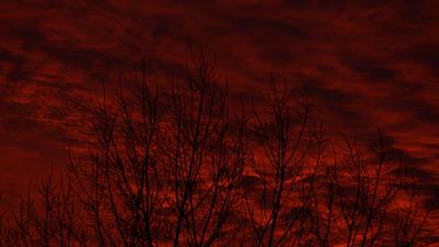 Trees bushes sky 4k wallpaper